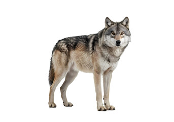 Obraz premium Majestic Gray Wolf A Profile Against White isolated on transparent baackground