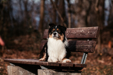 Australian Shepherd Dogs