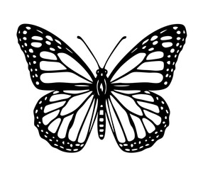 Monarch Butterfly Line - Order Lepidoptera