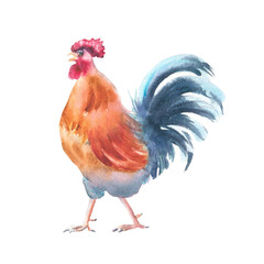 Watercolor rooster painting in bright orange red tones with blue tail isolated on white. Barnyard animal illustration hand drawn for country decor, greeting cards, packaging, farm to table branding.