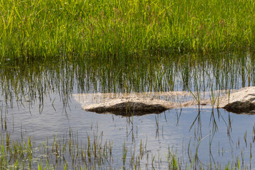 Green grass growing in shallow water with partially submerged rocks