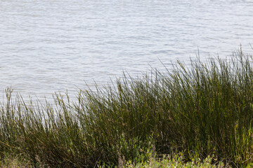 Obraz premium Green grass growing on the shore of a lake on a sunny day