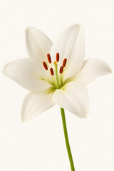 Fototapeta premium White Lily in Full Bloom with Visible Stamens
