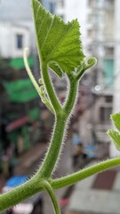 Close-up of Fresh Tromboncino Plant with Hairy Stem