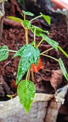 Green Jatropha Curcas Seedling with Dew Drops
