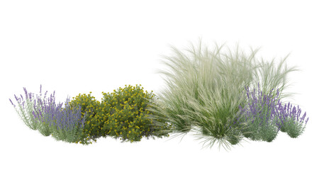 Genista Hispanica,lavender flowers isolated on white	
