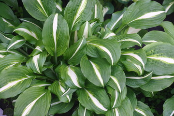 hosta leaves, ornamental plants and landscaping, 2