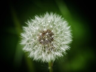 Obraz premium Dandelion (Taraxacum officinale) close-up macro of a seed head with soft green background