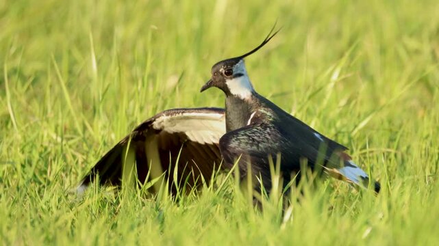 Northern Lapwing in a Spring Field