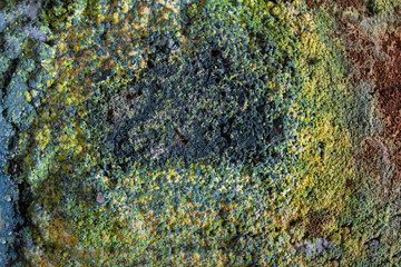 Green mold spores on the surface of used ground coffee