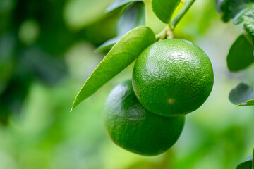 Green lemons is citrus  fruits on a branch with nature background. Green Lemons tree in the garden with daylight. Fresh green lime fruit hanging from branch.