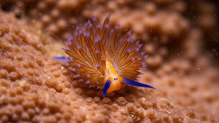 Obraz premium Tropical marine life thrives on a coral reef, with clownfish swimming among anemones in the vibrant underwater world