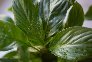 green leaves with dew drops