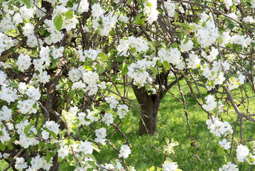 Fruit trees blooming in the countryside. Slow life