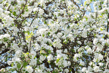 Blossoming trees in spring in the village