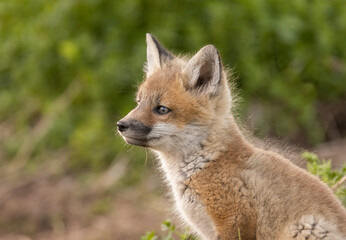 Red fox