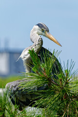 grey heron in a pine tree