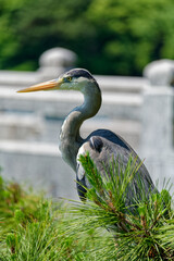 grey heron in a pine tree