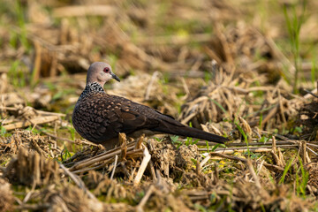 Obraz premium Spotted Dove - Streptopelia (Spilopelia )