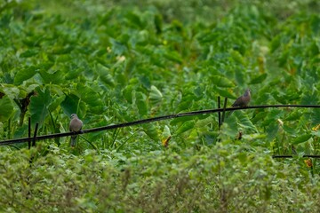 A Spotted Dove sits on a bamboo mat in a green field.