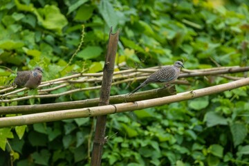 A Spotted Dove sits on a bamboo mat in a green field.