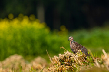 Spotted Dove,Pigeon,common bird found in Bangladesh with Green field blur Background