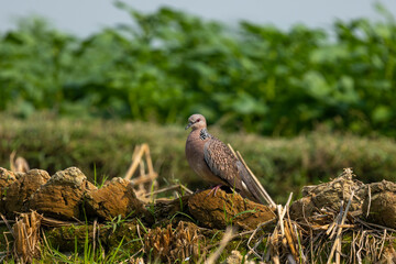 Spotted Dove,Pigeon,common bird found in Bangladesh with Green field blur Background
