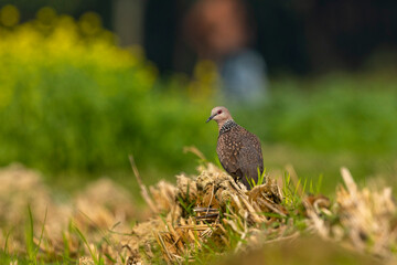 Spotted Dove,Pigeon,common bird found in Bangladesh with Green field blur Background