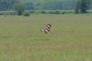 Moment after landing. Long-legged buzzard