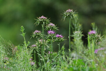 Pink prickly flowers