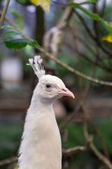 Portrait of a White Bird with a Delicate Crest in a Natural Setting