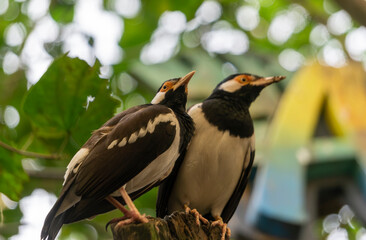 Two Colorful Birds Perched on a Tree Branch Amidst Greenery