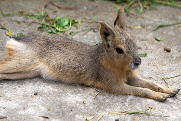 Young Cavy Resting Peacefully on Concrete Surface Outdoors