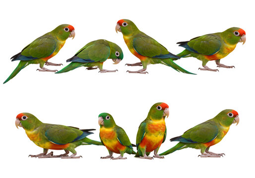 A Group of Yellowchevroned Parakeets isolated on transparent baackground
