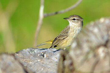 A tiny palm warbler bird perched on a dead tree stump, partially hidden by another. Its head turned left against a blurred green backdrop and dead branch at Lake Lotus in Altamonte Springs, Florida. 