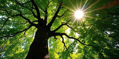 Fototapeta premium Sunlight dapples through lush green canopy, illuminating tree trunk from below, stock photo, leaves