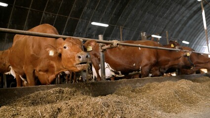 Healthy cows enjoying hay in a modern barn, highlighting the benefits of sustainable agriculture and promoting animal welfare practices