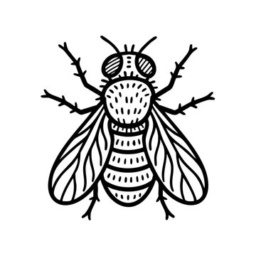 Botfly Doodle Art - Order Diptera
