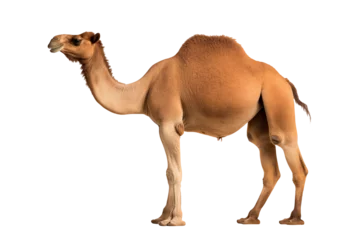 Fototapete Kamel camel isolated on white  © sajjad