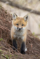 Red fox