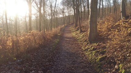 Obraz premium Sunlit path through autumn woods offers tranquility and a sense of escape