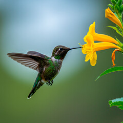 Fototapeta premium Hummingbird Hovering at Yellow Flower, Wildlife Macro Photography, Blurred Background