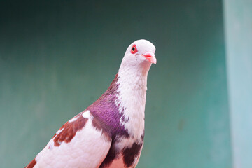 Homing pigeons sitting on the roof of a house on a blue sky