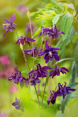 Beautiful blue columbine flowers in the garden