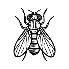 Fruit Fly Doodle - Order Diptera