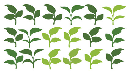 Green Young Plant  Vector Leaf Designs