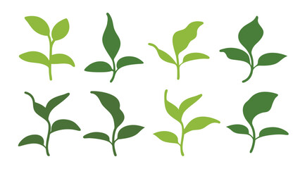 Green Young Plant  Vector Leaf Designs