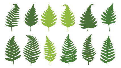 Set of colorful fern silhouettes vector