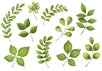 Watercolor hand painted green leaves and flower arrangements for decorative design elements Isolated on transparent background