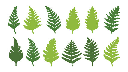 Obraz premium Set of colorful fern silhouettes vector